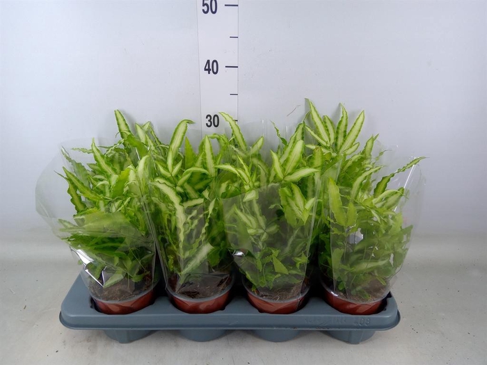 <h4>Pteris cretica 'Albolineata'</h4>