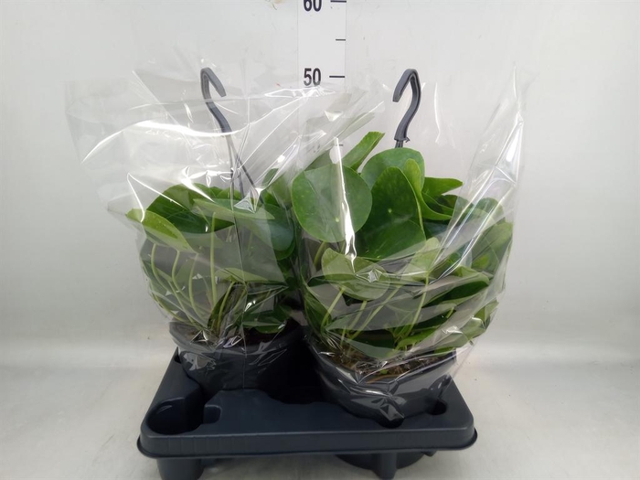 <h4>Pilea peperomioides</h4>