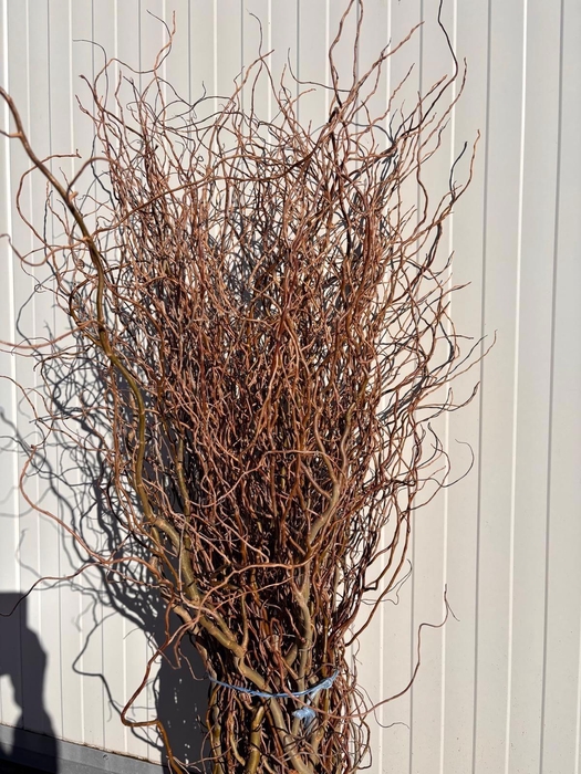 <h4>SALIX B TORTUOSA</h4>