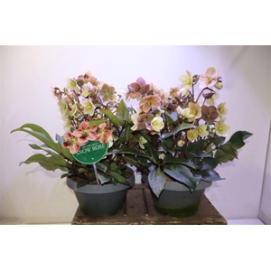 Hell Er Hgc Pink Fro