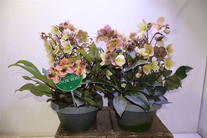 <h4>Hell Er Hgc Pink Fro</h4>