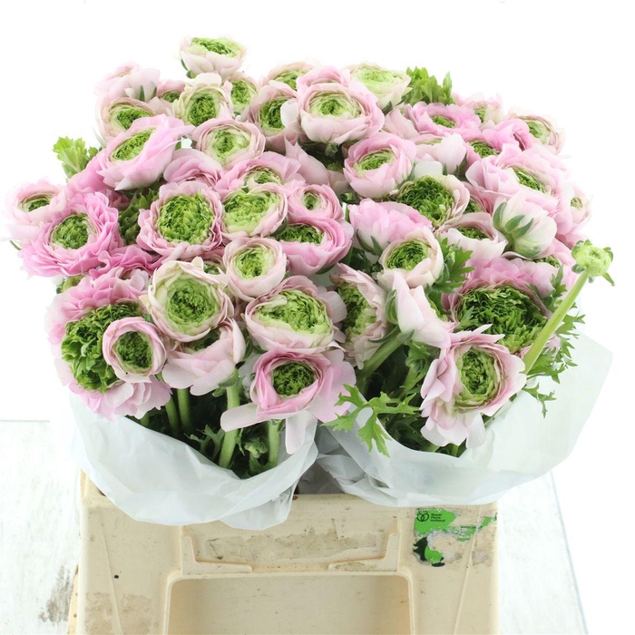 <h4>Ran Su Riviera Green Pink Extra</h4>