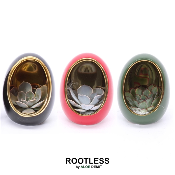 <h4>ROOTLESS Echeveria, Egg Colour gold</h4>