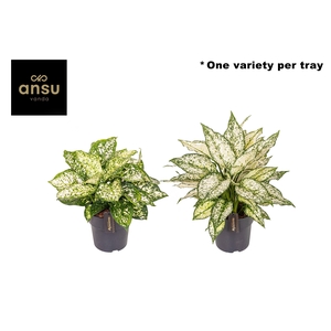 Aglaonema White Surprise Tray