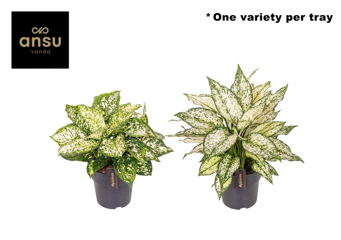 <h4>Aglaonema White Surprise Tray</h4>