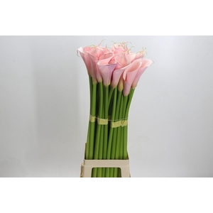 Zantedeschia Eydolls Pink