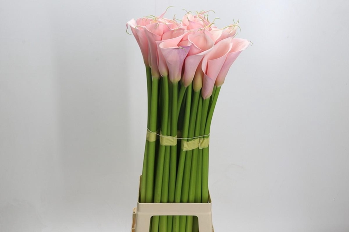 <h4>Zantedeschia Eydolls Pink</h4>