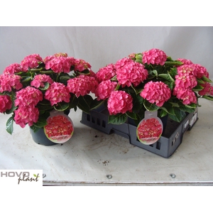 HYDR M NINGBO