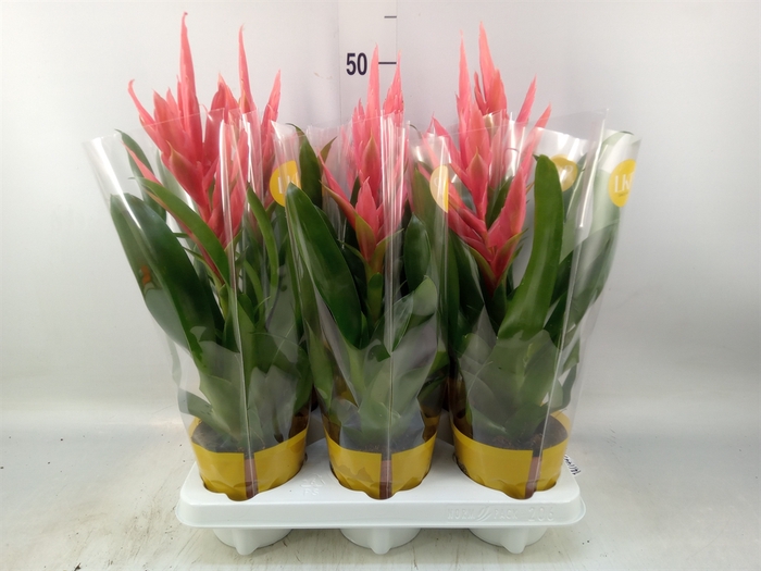 <h4>Tillandsia  'Ziva'</h4>