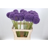 Allium Giganteum