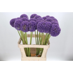 Allium Giganteum