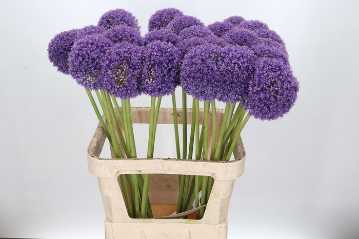 <h4>Allium Giganteum</h4>
