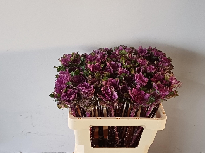 <h4>BRASS CRANE QUEEN</h4>