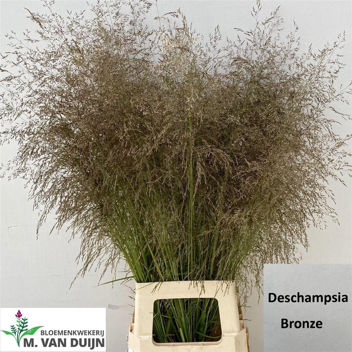 <h4>Siergras Deschampsia Bronze</h4>