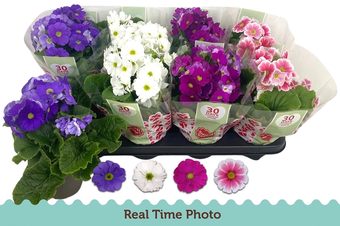 <h4>PRIM OB TM GEM</h4>