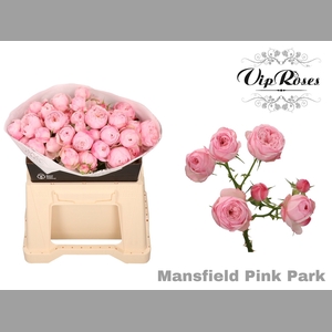 R TR PINK MANSFI PARK x20