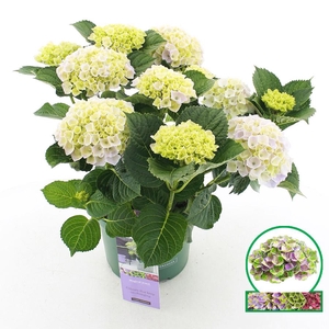 Hydrangea macr. Magical® 'Jewel'® Blauw C5 (23cm.) Kn.