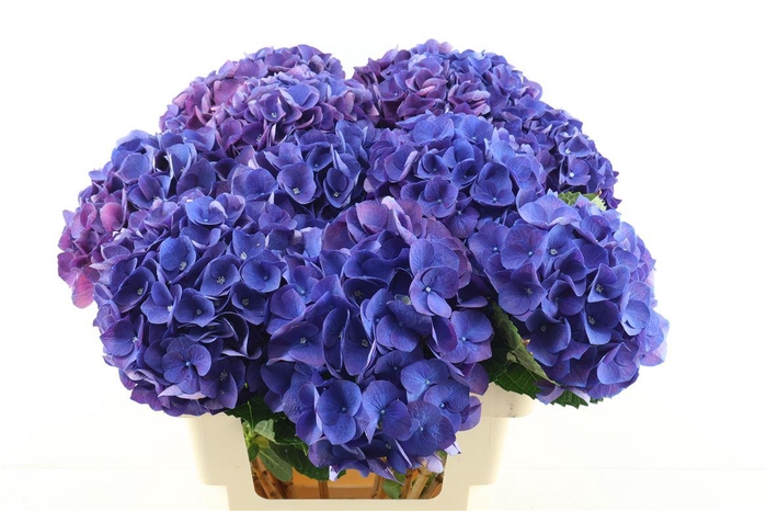 <h4>Hydr M Anne 60-19</h4>