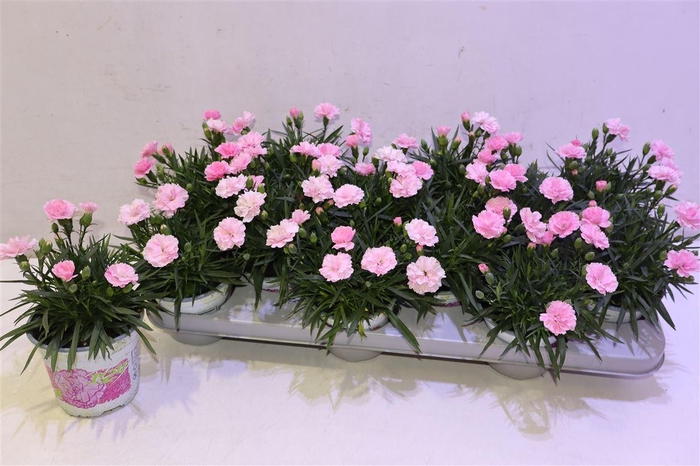 <h4>Dian I Love U</h4>