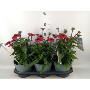 Echinacea   ...