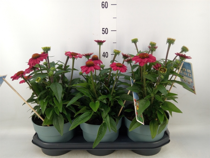<h4>Echinacea   ...</h4>