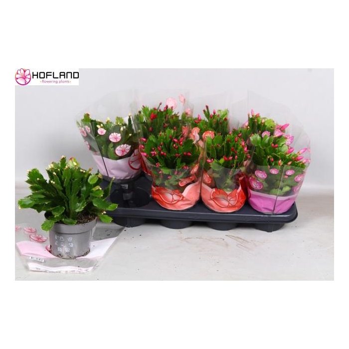 <h4>SCHLUMB GEM 3 KL</h4>