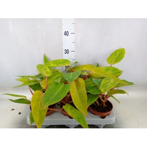 Philodendron  'Painted Lady'