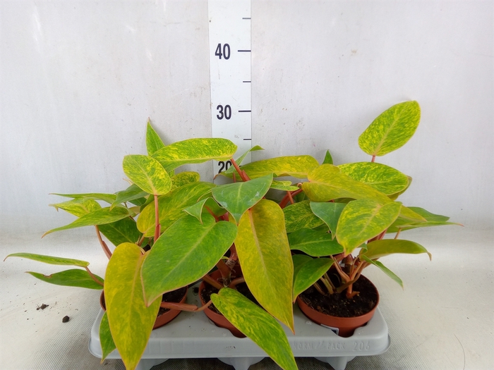 <h4>Philodendron  'Painted Lady'</h4>