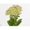 Sedum Iceberg Kralt