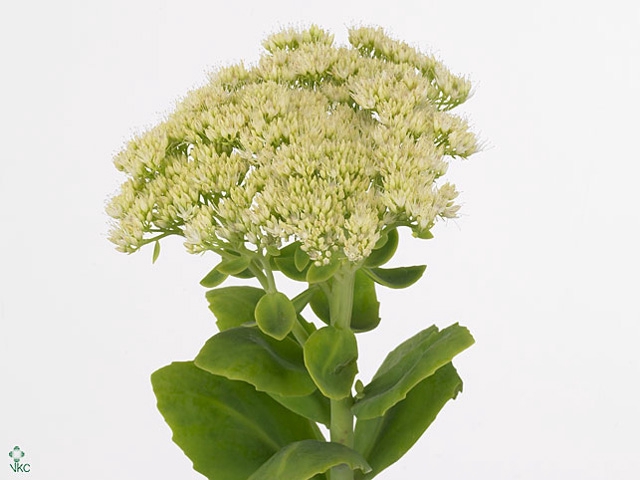 Sedum Iceberg Kralt