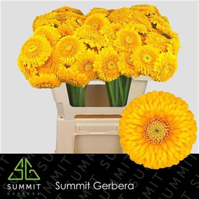 <h4>Ge Mi Pom Honeydew</h4>