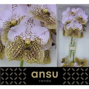 Vanda Divana Sea Shell X16