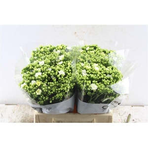 Kal Cryst Whi Meadow