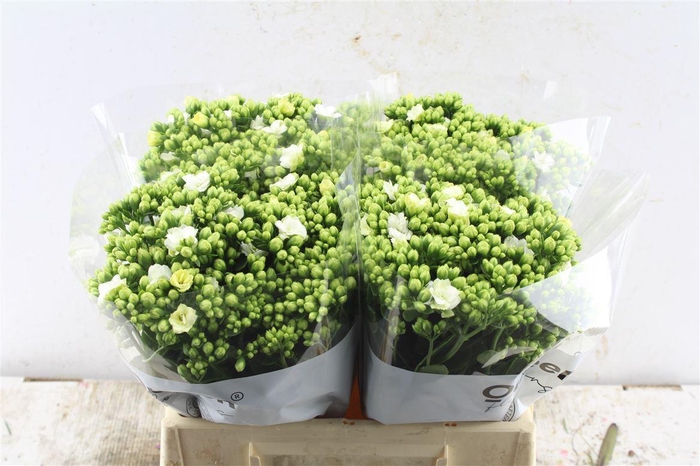 <h4>Kal Cryst Whi Meadow</h4>