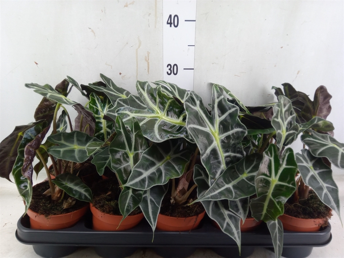 <h4>Alocasia amazonica 'Polly'</h4>