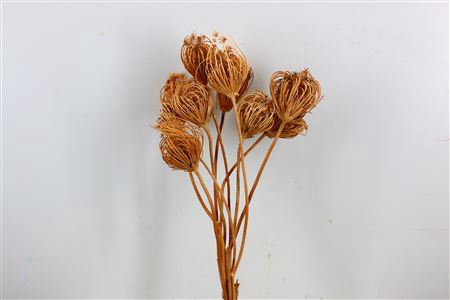 <h4>Dried Ammi Majus Natural Small P Stem</h4>