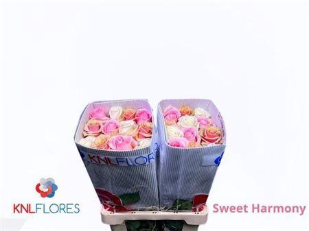 <h4>R Gr Sweet Harmony Ec</h4>