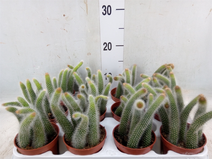 <h4>Cactus   ...</h4>