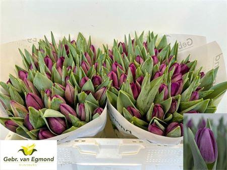 <h4>Tu En Bullit</h4>