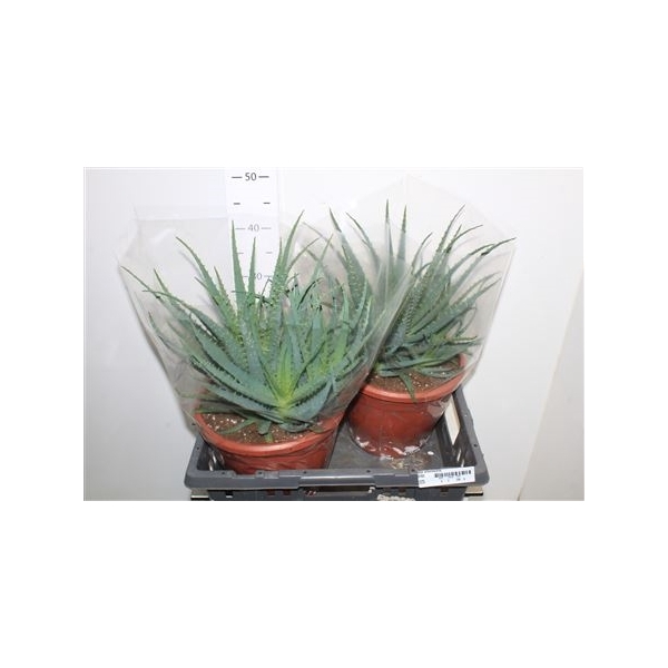 <h4>Aloe Arborescens</h4>