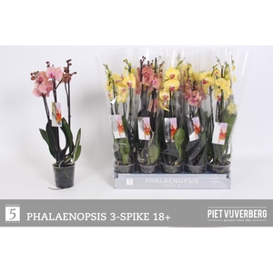 PHAL OV GEEL