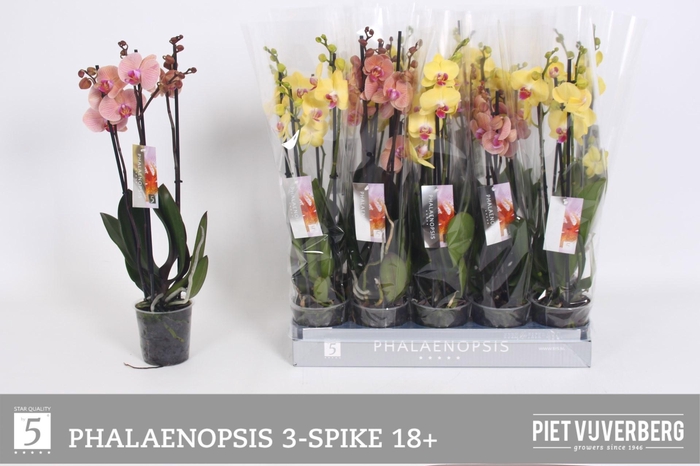 <h4>PHAL OV GEEL</h4>