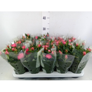 Rosa  'Fame Kordana'