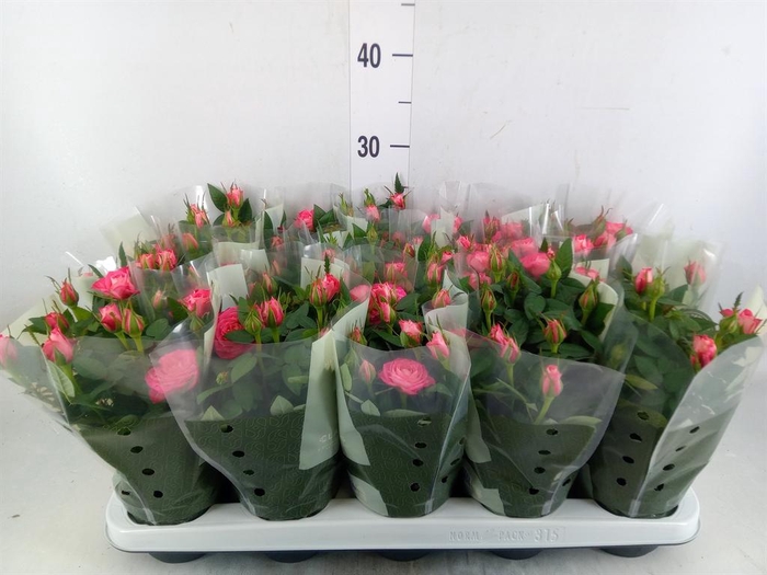 <h4>Rosa 'Fame Kordana'</h4>