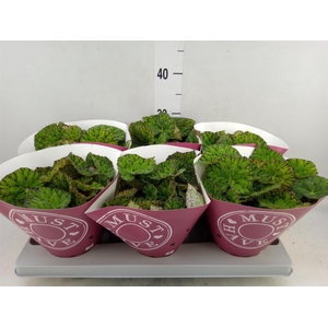 Begonia BD 'Lime Fever'