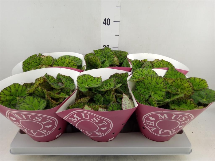 <h4>Begonia BD 'Lime Fever'</h4>