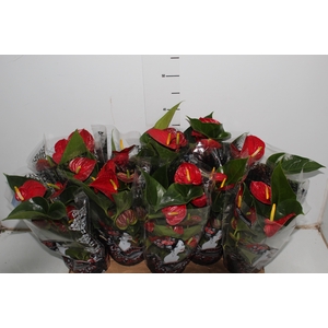 ANTHURIUM RED SUCCESS P12