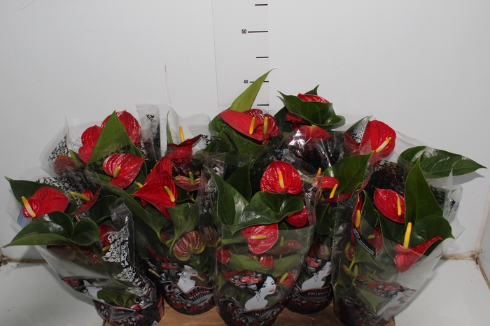 ANTHURIUM RED SUCCESS P12