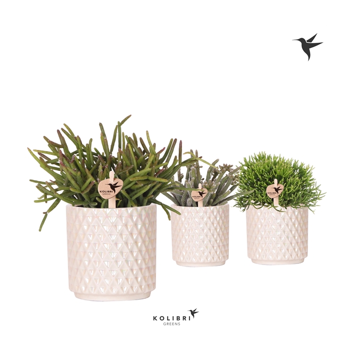 <h4>Kolibri Greens Rhipsalis mix in Diamond Pearl pot travertine</h4>