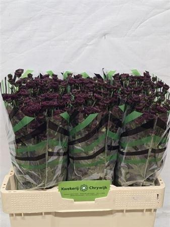 <h4>Chr S Jinda Red</h4>